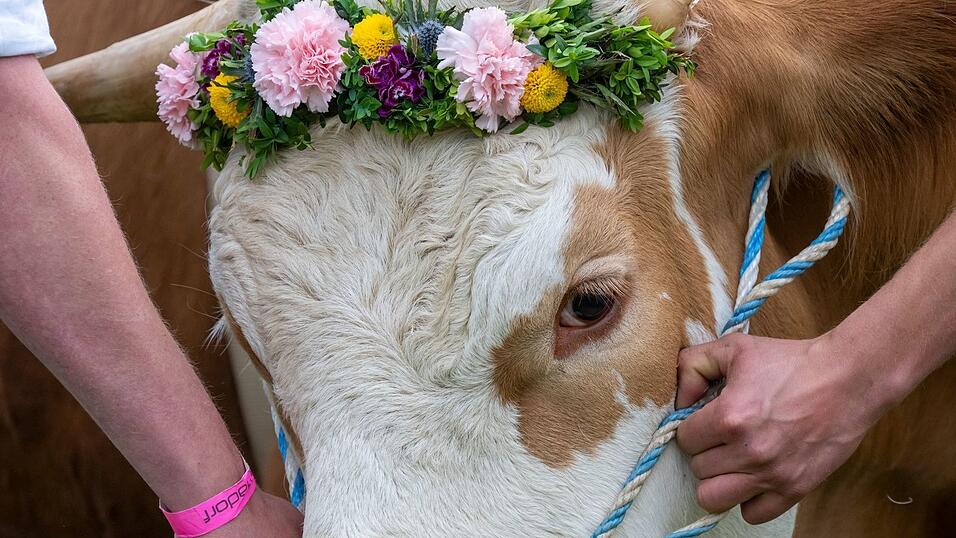 Ochsenrennen sorgen für große Gaudi unter den Zuschauern. (Archivbild) Ochsenrennen sorgen für große Gaudi unter den Zuschauern. (Archivbild)