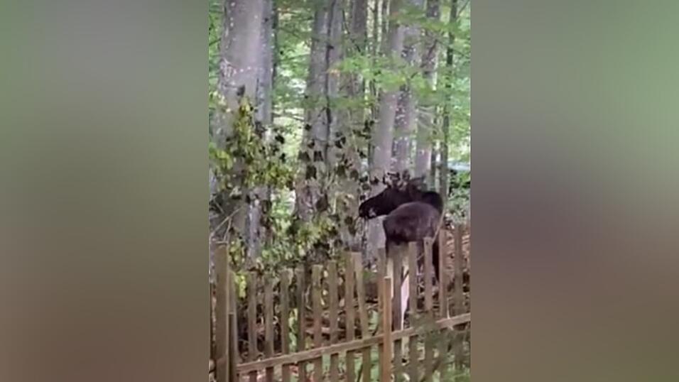 Elch Emil lässt sich bei Buchenau, Gemeinde Lindberg, Blätter schmecken.