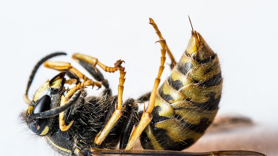 Wespen können mehrfach zustechen und ziehen den Stachel dabei wieder zurück.