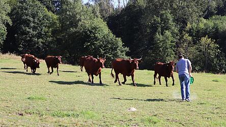 Besuch mit Leckerbissen: Ein Mal am Tag kontrolliert Stefan Kett, ob es seinen Kühen und Rindern auf der Weide gut geht. Die befindet sich am alten Gschwellhof bei Weihern. Hier haben sie ungefähr zwei Hektar Platz, auch Schatten und eine Wasserquelle gibt es.