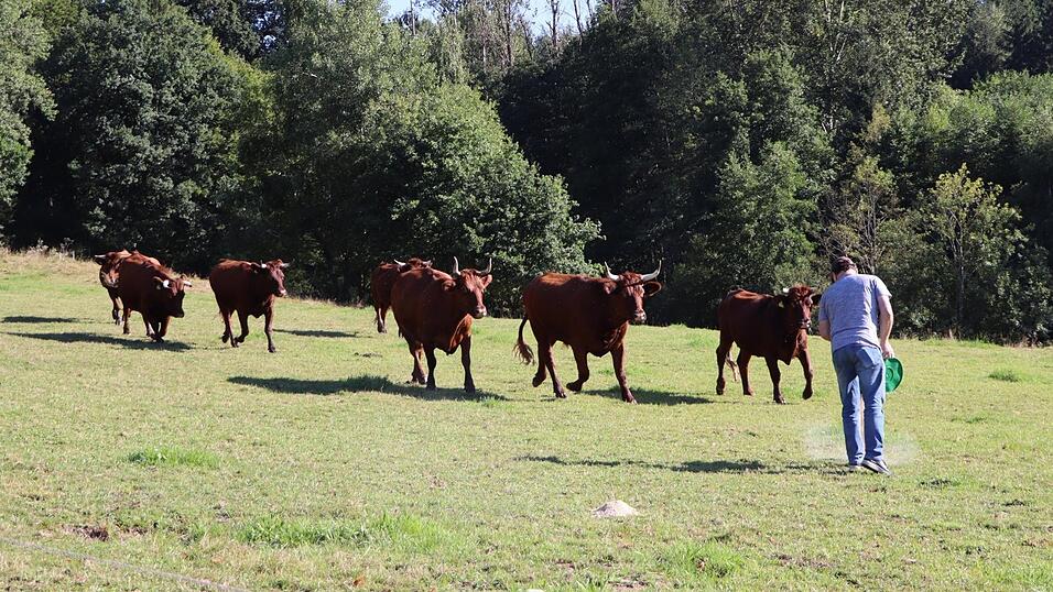 Besuch mit Leckerbissen: Ein Mal am Tag kontrolliert Stefan Kett, ob es seinen Kühen und Rindern auf der Weide gut geht. Die befindet sich am alten Gschwellhof bei Weihern. Hier haben sie ungefähr zwei Hektar Platz, auch Schatten und eine Wasserquelle gibt es. Besuch mit Leckerbissen: Ein Mal am Tag kontrolliert Stefan Kett, ob es seinen Kühen und Rindern auf der Weide gut geht. Die befindet sich am alten Gschwellhof bei Weihern. Hier haben sie ungefähr zwei Hektar Platz, auch Schatten und eine Wasserquelle gibt es.