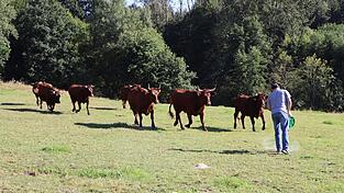 Besuch mit Leckerbissen: Ein Mal am Tag kontrolliert Stefan Kett, ob es seinen Kühen und Rindern auf der Weide gut geht. Die befindet sich am alten Gschwellhof bei Weihern. Hier haben sie ungefähr zwei Hektar Platz, auch Schatten und eine Wasserquelle gibt es.