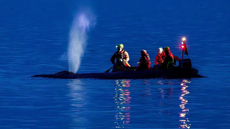 Die Rettung des gro&szlig;en Wals ist laut Experten nicht leicht - es k&ouml;nne auch sein, dass das Tier trotz Rettung wieder strande oder verende.