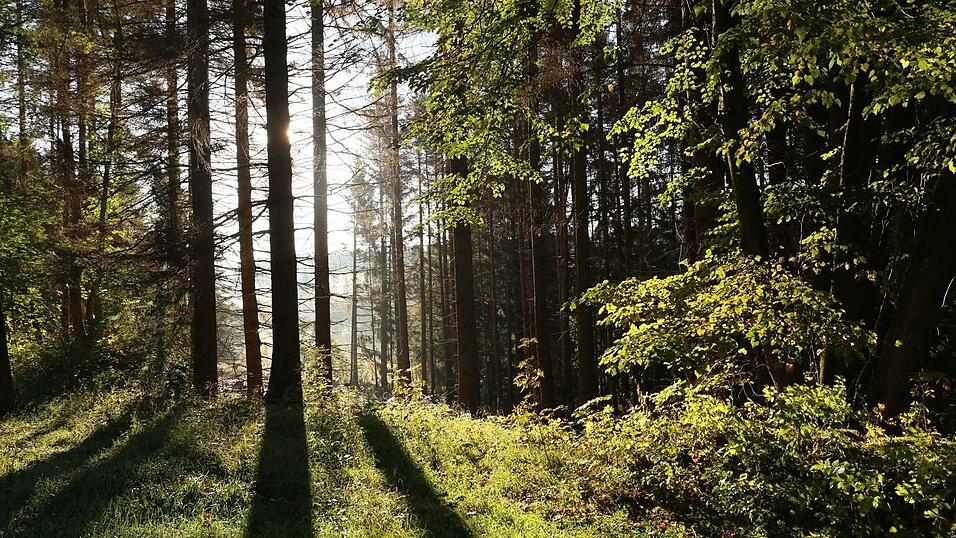 Die Sonne scheint in einem Wald zwischen Bäumen hindurch.