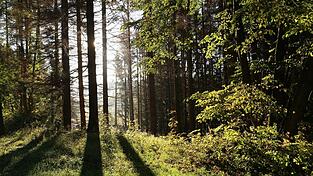 Die Sonne scheint in einem Wald zwischen Bäumen hindurch.
