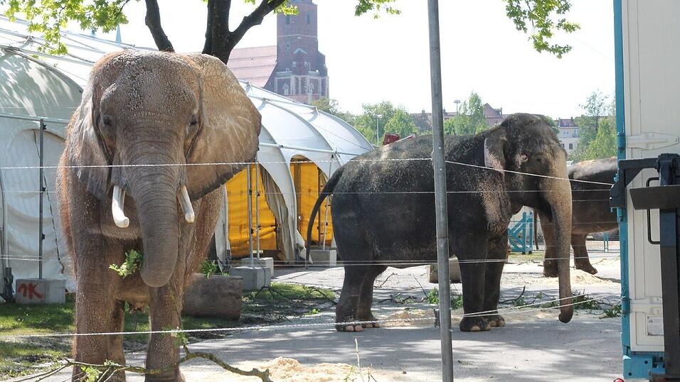 Bis zum 17. Mai gastiert der Circus Krone in Straubing. Wir haben uns angeschaut, wie es hinter den Kulissen aussieht. Bis zum 17. Mai gastiert der Circus Krone in Straubing. Wir haben uns angeschaut, wie es hinter den Kulissen aussieht.