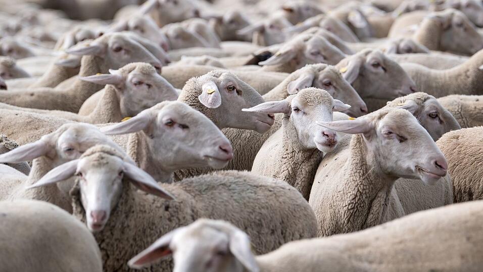 Die Zahl der Schafe ist leicht r&uuml;ckl&auml;ufig. (Archivbild)