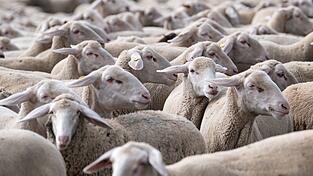 Die Zahl der Schafe ist leicht rückläufig. (Archivbild) Die Zahl der Schafe ist leicht rückläufig. (Archivbild)