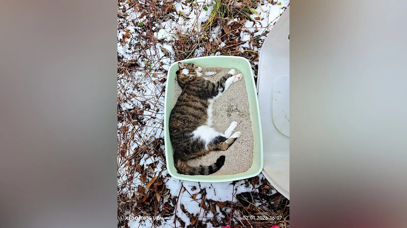 Verstorbene Katze in Plattling entsorgt wie Abfall