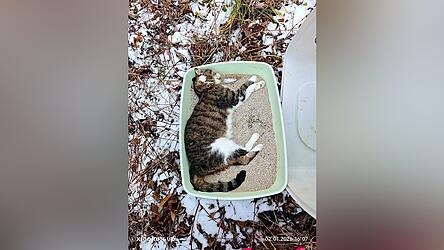 Diese tote Katze wurde am Freitag, 2. Januar, in der N&auml;he der Isarwelle von einem Spazierg&auml;nger in ihrem Katzenklo gefunden.