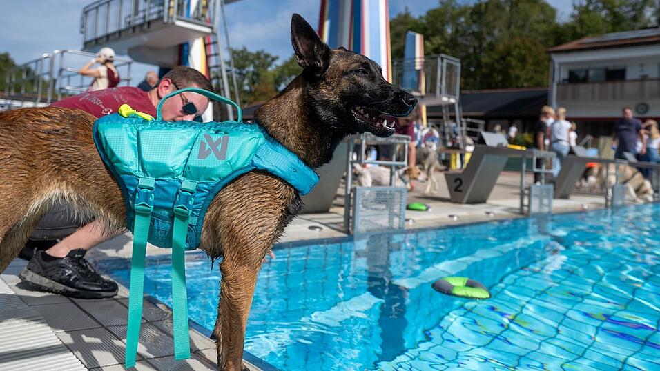 Beim Hundeschwimmtag im Stadtbad Vilsbiburg hatten nicht nur die Vierbeiner Spaß, sondern auch ihre menschlichen Begleiter. Beim Hundeschwimmtag im Stadtbad Vilsbiburg hatten nicht nur die Vierbeiner Spaß, sondern auch ihre menschlichen Begleiter.