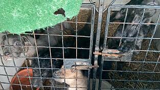 In zwei Boxen wurden die Hunde aus Ungarn über Österreich nach Bayern transportiert. In zwei Boxen wurden die Hunde aus Ungarn über Österreich nach Bayern transportiert.