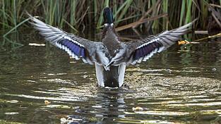 Bei einer Wildente im Landkreis Cham wurde die Vogelgrippe nachgewiesen. Bei einer Wildente im Landkreis Cham wurde die Vogelgrippe nachgewiesen.