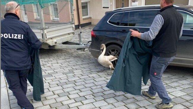 Ein hinzugekommener Arzt und Polizeibeamte konnten das Tier einfangen. 