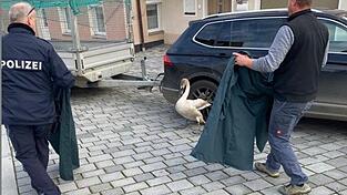 Ein hinzugekommener Arzt und Polizeibeamte konnten das Tier einfangen. 