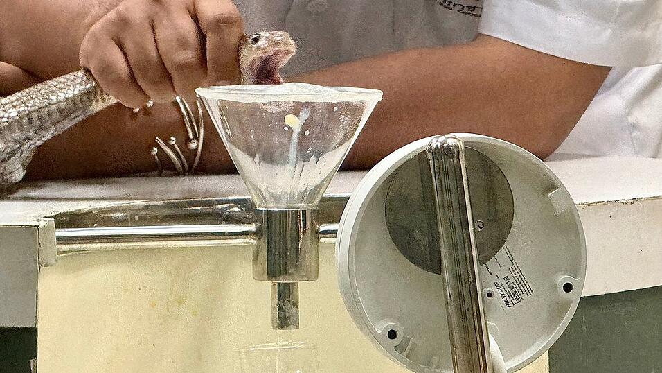 In der Schlangenfarm in Bangkok k&ouml;nnen Besucher beobachten, wie Schlangen gemolken werden.