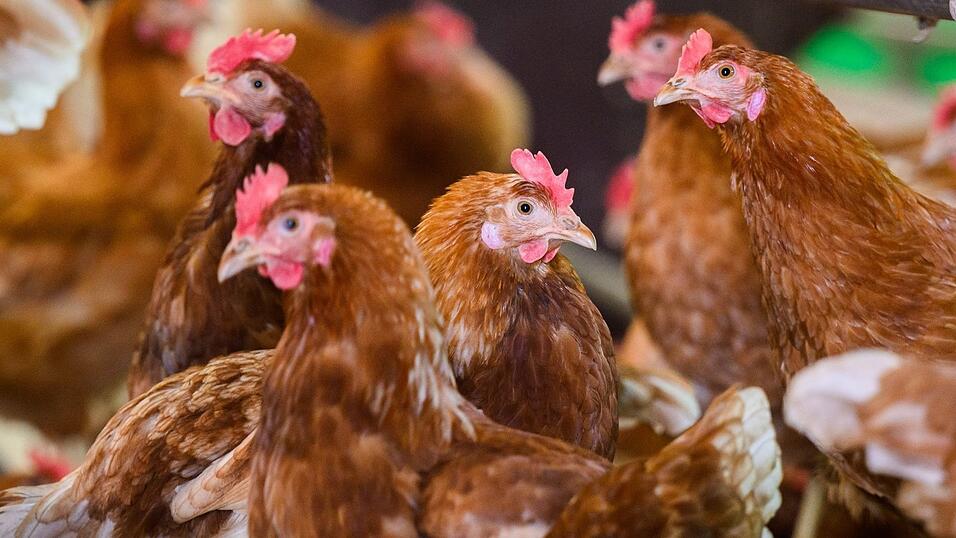 Immer weiter breitete der Virus sich zuletzt aus