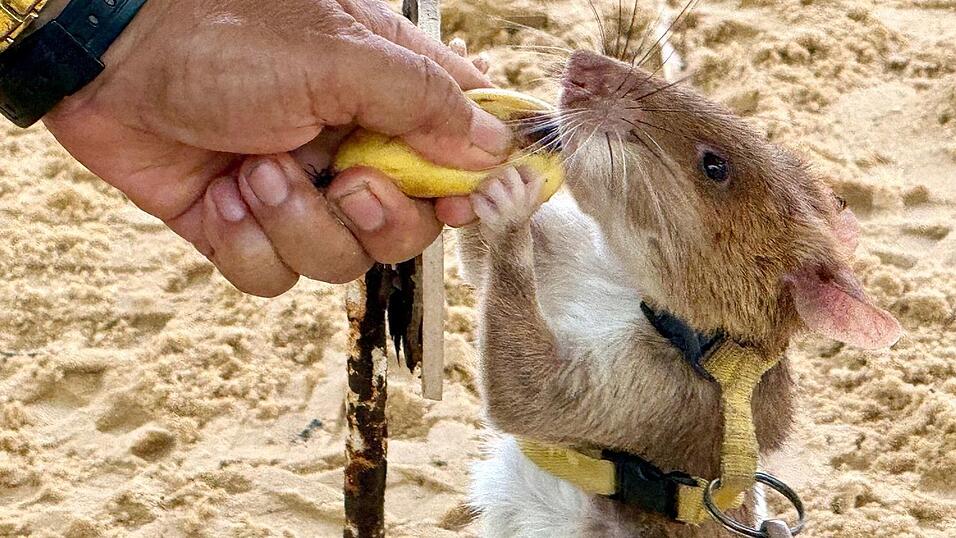 Minensuchratten werden vor allem mit Bananen und Erdn&uuml;ssen belohnt.
