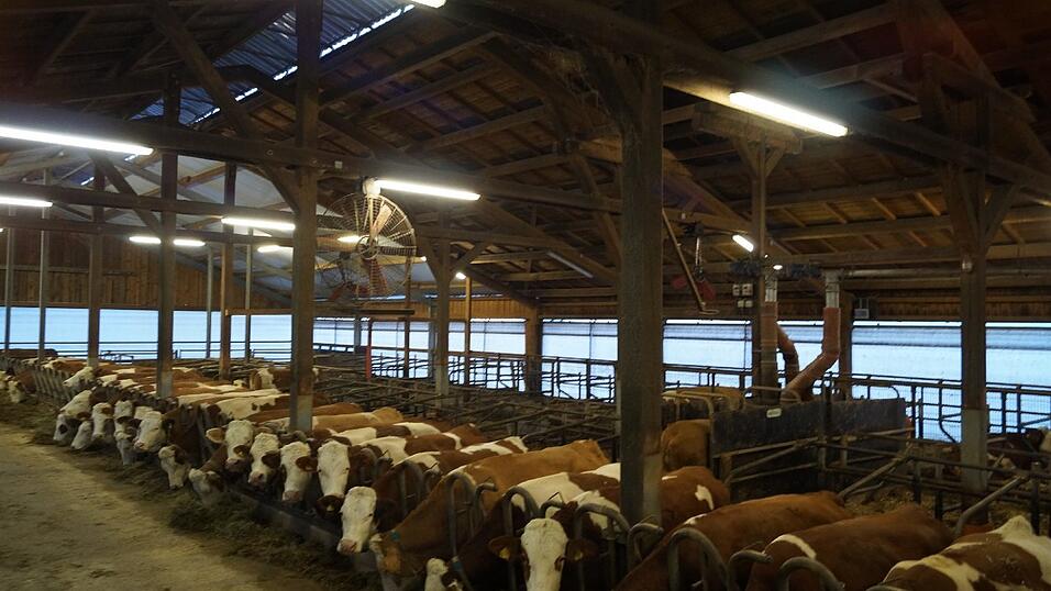 Damit die Kühe optimal mit Nährstoffen versorgt werden, berät ein Futterberater die Familie. 'Etwa alle acht Wochen kommt er zu uns auf den Hof, nimmt Proben von den Silos und berechnet die optimale Zusammensetzung, abgestimmt auf unsere Kühe, unser Futter und unseren Stall', erklärt Lena Irrgang.