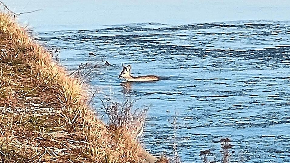 Einsatzkr&auml;fte von Feuerwehr und Wasserwacht retten das ver&auml;ngstigte Reh im Stausee.