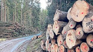 Im Fr&uuml;hjahr 2022 waren die Staatsforsten schon einmal sehr flei&szlig;ig am Buchberg.