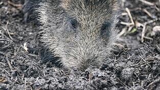 Ein Wildschwein sucht nach Futter. Darunter fallen auch Pilze, die aufgrund der Tschernobyl-Katastrophe noch immer hohe Strahlenwerte aufweisen. Ein Wildschwein sucht nach Futter. Darunter fallen auch Pilze, die aufgrund der Tschernobyl-Katastrophe noch immer hohe Strahlenwerte aufweisen.