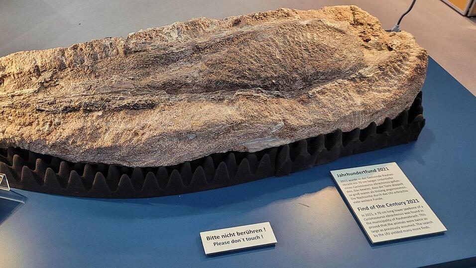 Ein Unterkieferknochen-Fossil wird derzeit in Hof ausgestellt.