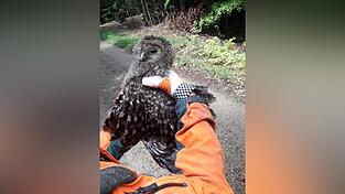 Der auf der Stra&szlig;e gefundene Habichtkauz musste aufgrund seiner Verletzungen eingeschl&auml;fert werden.