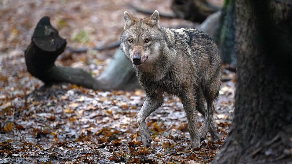 Der Wolf ist in Deutschland ein streng geschütztes Tier. (Symbolbild) Der Wolf ist in Deutschland ein streng geschütztes Tier. (Symbolbild)