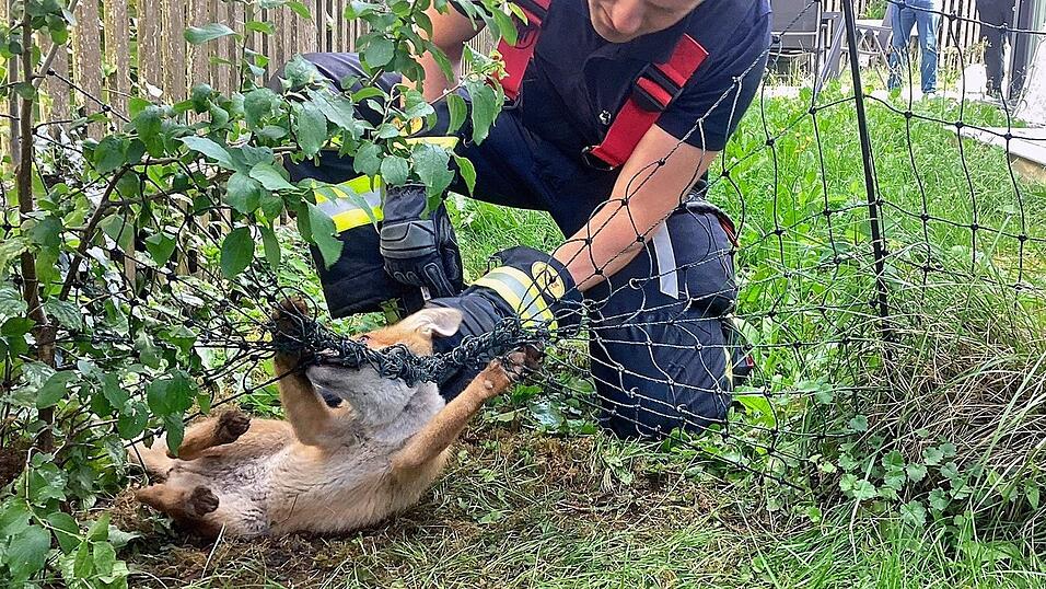 Die Einsatzkräfte helfen dem in Not geratenen Fuchs. Die Einsatzkräfte helfen dem in Not geratenen Fuchs.