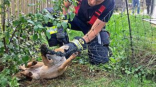 Die Einsatzkr&auml;fte helfen dem in Not geratenen Fuchs.