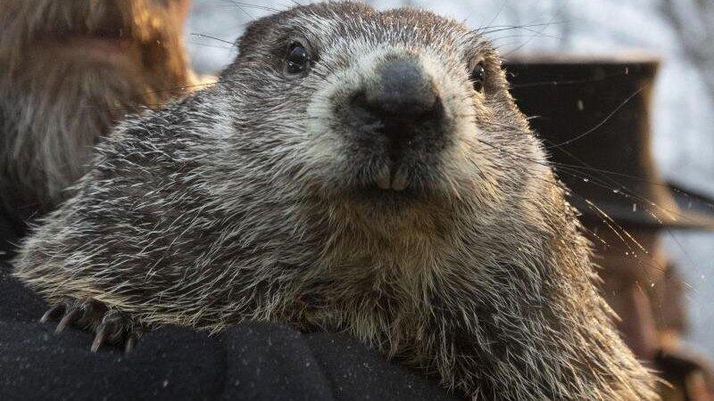 Das Murmeltier 2020 in Punxsutawney. Das Murmeltier 2020 in Punxsutawney.