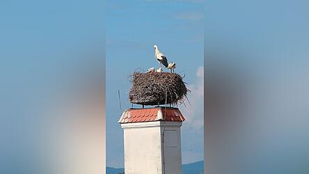 Eindeutig zu erkennen: drei Jungstörche im Horst auf dem früheren Landratsamt Roding. Eindeutig zu erkennen: drei Jungstörche im Horst auf dem früheren Landratsamt Roding.