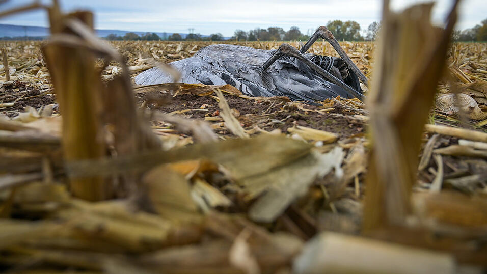 Vor allem Kraniche sind vom derzeitigen Ausbruch des Vogelgrippe-Virus betroffen.