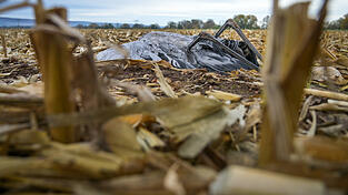 Vor allem Kraniche sind vom derzeitigen Ausbruch des Vogelgrippe-Virus betroffen. Vor allem Kraniche sind vom derzeitigen Ausbruch des Vogelgrippe-Virus betroffen.