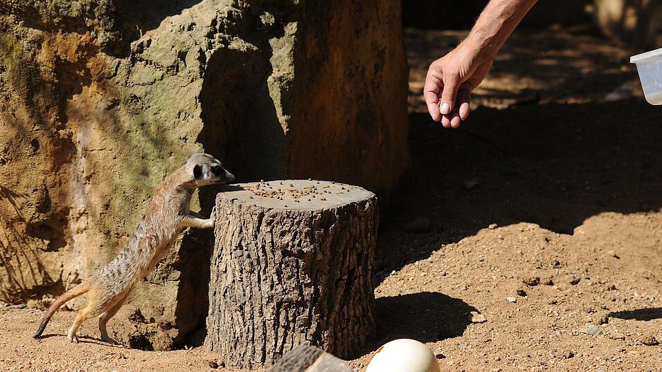 Der Tierpark in der tschechischen Hauptstadt z&auml;hlt zu den meistbesuchten Sehensw&uuml;rdigkeiten des Landes.