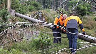 Florian Fischer und Bernhard Ostermeier untersuchen eine umgefallene Fichte am Hohenbogen.