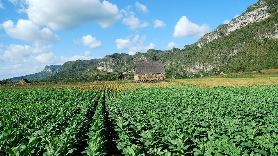Landaufenthalt in Kuba, Februar 2010. Landaufenthalt in Kuba, Februar 2010.