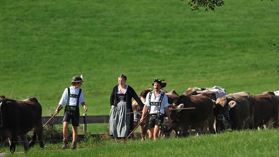 Drei Hirten in Tracht laufen bei der Viehscheid zwischen ihren Tieren.