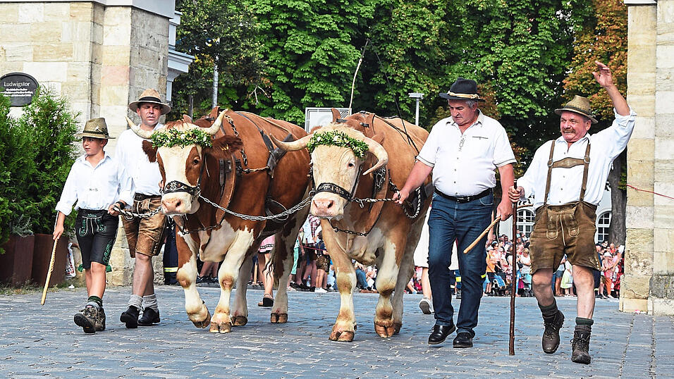 Helmut Stocker (rechts) mit seinem Bekannten Ludwig Maier und sein Großneffe Sebastian (links) mit Vater Alexander Wozasek. Sie führen die Ochsen Wastl und Monaco-Franze auf den Ludwigsplatz. Wer sie sieht, weiß, dass das Volksfest beginnt. Im vergangenen Jahr waren sie ohne Pflug unterwegs, der brach zuvor zusammen. Helmut Stocker (rechts) mit seinem Bekannten Ludwig Maier und sein Großneffe Sebastian (links) mit Vater Alexander Wozasek. Sie führen die Ochsen Wastl und Monaco-Franze auf den Ludwigsplatz. Wer sie sieht, weiß, dass das Volksfest beginnt. Im vergangenen Jahr waren sie ohne Pflug unterwegs, der brach zuvor zusammen.