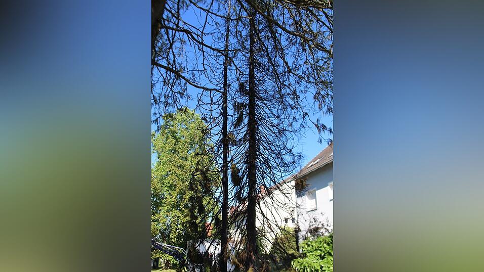 Drei Fichten brannten bei Trockenheit schnell ab. Drei Fichten brannten bei Trockenheit schnell ab.