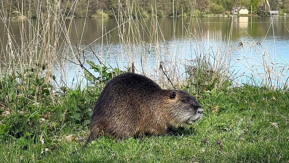 Nach einem Biss durch einen Biber warnt die Gemeinde Schechen im Landkreis Rosenheim Badeg&auml;ste am Waldsee davor, den Tieren und ihrer Burg nahezukommen. (Symbolbild)