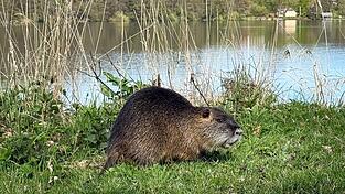 Nach einem Biss durch einen Biber warnt die Gemeinde Schechen im Landkreis Rosenheim Badegäste am Waldsee davor, den Tieren und ihrer Burg nahezukommen. (Symbolbild) Nach einem Biss durch einen Biber warnt die Gemeinde Schechen im Landkreis Rosenheim Badegäste am Waldsee davor, den Tieren und ihrer Burg nahezukommen. (Symbolbild)