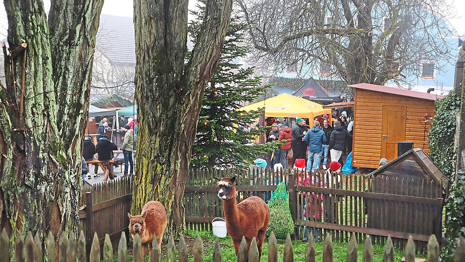 Auch k&uuml;nftig wird der Christkindlmarkt im Hirschbergerhof abgehalten, die Eigent&uuml;mer gaben gr&uuml;nes Licht. Mit dabei sind die Alpakas.