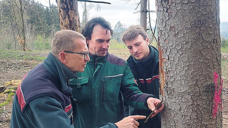 Klaus Stögbauer, Bereichsleiter Forsten beim AELF Straubing/Deggendorf, Borkenkäfer-Fachkraft Bernhard Rau und Revierförster David Huml begutachten Borkenkäferschäden in einem Waldstück bei Mitterfels. Klaus Stögbauer, Bereichsleiter Forsten beim AELF Straubing/Deggendorf, Borkenkäfer-Fachkraft Bernhard Rau und Revierförster David Huml begutachten Borkenkäferschäden in einem Waldstück bei Mitterfels.
