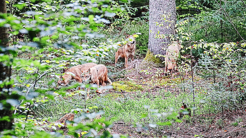 Die vier Jungw&ouml;lfe waren erst Anfang August aus dem 500 Kilometer entfernten Tiergarten Wiesbaden in den Nationalpark Bayerischer Wald gekommen.