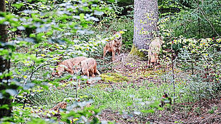 Die vier Jungwölfe waren erst Anfang August aus dem 500 Kilometer entfernten Tiergarten Wiesbaden in den Nationalpark Bayerischer Wald gekommen.