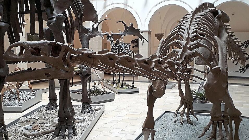 Dieser Plateosaurus, ein fr&uuml;her Vertreter der langhalsigen Sauropoden, streifte vor rund 210 Millionen Jahren durch das heutige Mitteleuropa - und kann jetzt in der Pal&auml;ontologisches Museum in M&uuml;nchen besucht werden.
