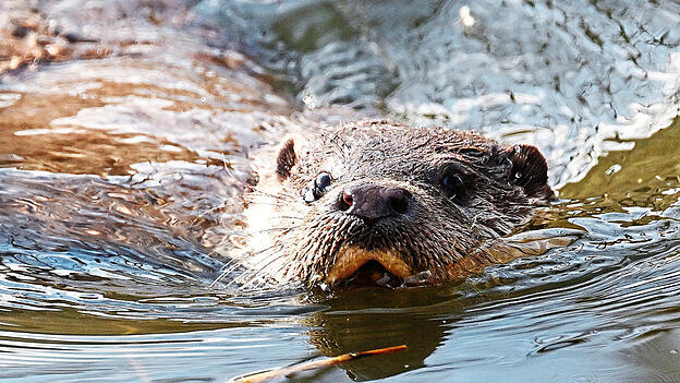 Der juristische Streit um die Fischotter hat nun die n&auml;chste Runde erreicht. Vertreter aus der Teichwirtschaft reagieren mit Unverst&auml;ndnis.