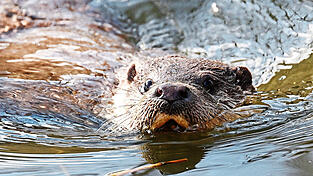 Der juristische Streit um die Fischotter hat nun die n&auml;chste Runde erreicht. Vertreter aus der Teichwirtschaft reagieren mit Unverst&auml;ndnis.